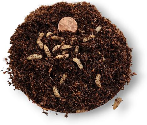 Show full view: Josh's Frogs Black Soldier Fly Larvae Live Feed Reptile Food, Large, 1000 count slide 6 of 10