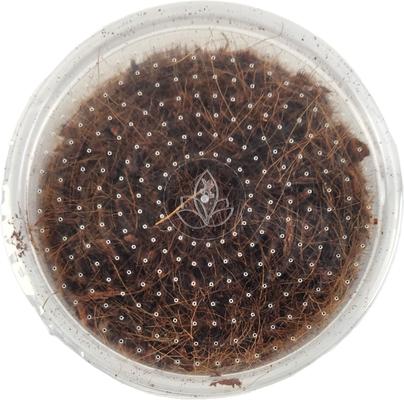 Show full view: Josh's Frogs Black Soldier Fly Larvae Live Feed Reptile Food, Large, 1000 count slide 8 of 10