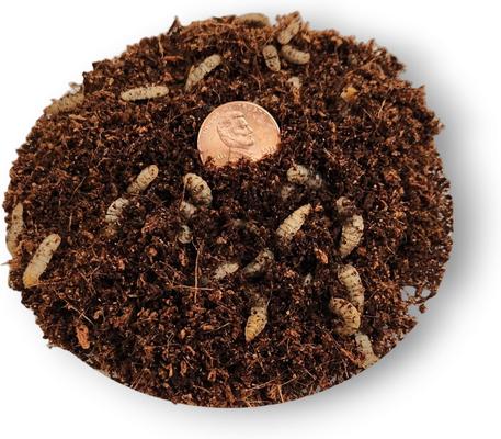 Show full view: Josh's Frogs Black Soldier Fly Larvae Live Feed Reptile Food, Large, 250 count slide 5 of 10