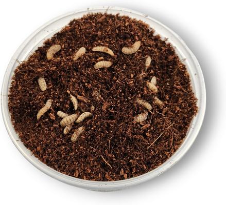 Show full view: Josh's Frogs Black Soldier Fly Larvae Live Feed Reptile Food, Large, 250 count slide 6 of 10