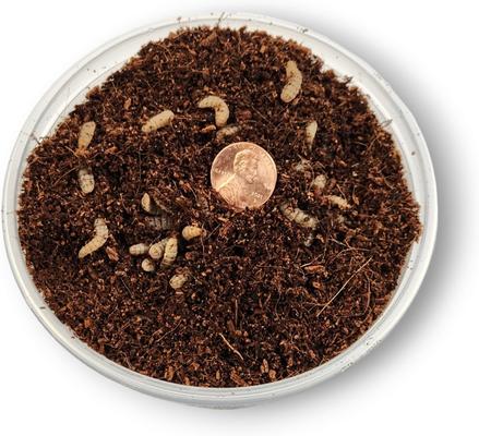 Show full view: Josh's Frogs Black Soldier Fly Larvae Live Feed Reptile Food, Large, 250 count slide 7 of 10