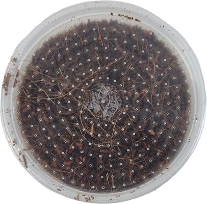 Show full view: Josh's Frogs Black Soldier Fly Larvae Live Feed Reptile Food, Large, 250 count slide 8 of 10
