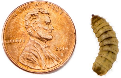 Show full view: Josh's Frogs Black Soldier Fly Larvae Live Feed Reptile Food, Large, 250 count slide 4 of 10