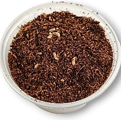 Josh's Frogs Black Soldier Fly Larvae Live Feed Reptile Food, Medium, 1000 count slide 2 of 9