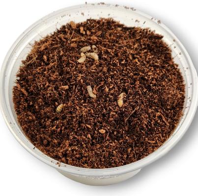Show full view: Josh's Frogs Black Soldier Fly Larvae Live Feed Reptile Food, Medium, 1000 count slide 3 of 10