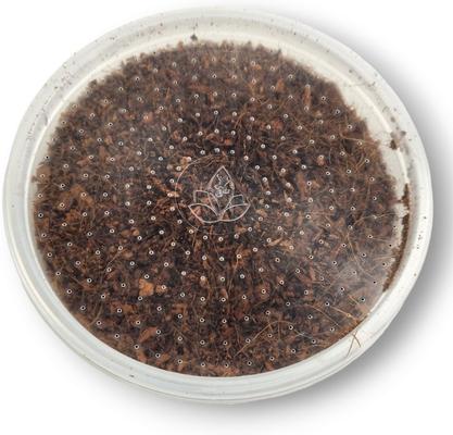 Show full view: Josh's Frogs Black Soldier Fly Larvae Live Feed Reptile Food, Medium, 1000 count slide 6 of 10