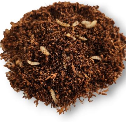 Show full view: Josh's Frogs Black Soldier Fly Larvae Live Feed Reptile Food, Medium, 1000 count slide 7 of 10