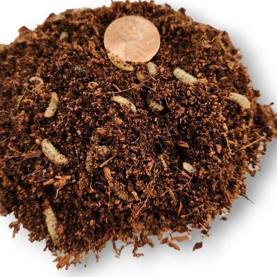 Show full view: Josh's Frogs Black Soldier Fly Larvae Live Feed Reptile Food, Medium, 1000 count slide 8 of 10