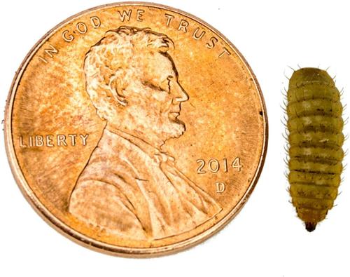 Show full view: Josh's Frogs Black Soldier Fly Larvae Live Feed Reptile Food, Medium, 1000 count slide 4 of 10