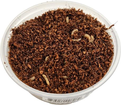 Show full view: Josh's Frogs Black Soldier Fly Larvae Live Feed Reptile Food, Medium, 250 count slide 5 of 10