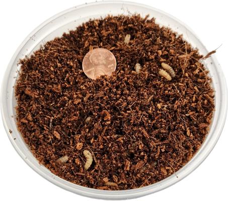 Show full view: Josh's Frogs Black Soldier Fly Larvae Live Feed Reptile Food, Medium, 250 count slide 6 of 10