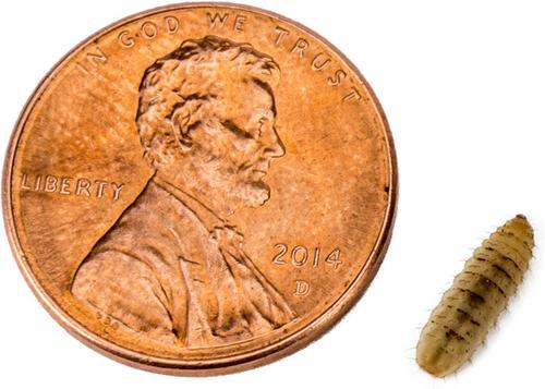 Show full view: Josh's Frogs Black Soldier Fly Larvae Live Feed Reptile Food, Small, 250 count slide 3 of 10