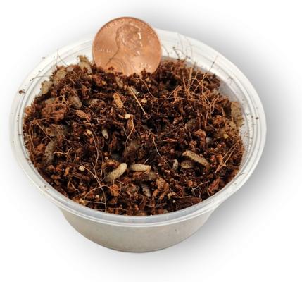 Show full view: Josh's Frogs Black Soldier Fly Larvae Live Feed Reptile Food, Small, 250 count slide 4 of 10