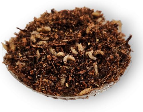 Show full view: Josh's Frogs Black Soldier Fly Larvae Live Feed Reptile Food, Small, 250 count slide 6 of 10