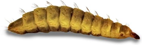 Show full view: Josh's Frogs Black Soldier Fly Larvae Live Feed Reptile Food, Small, 250 count slide 9 of 10