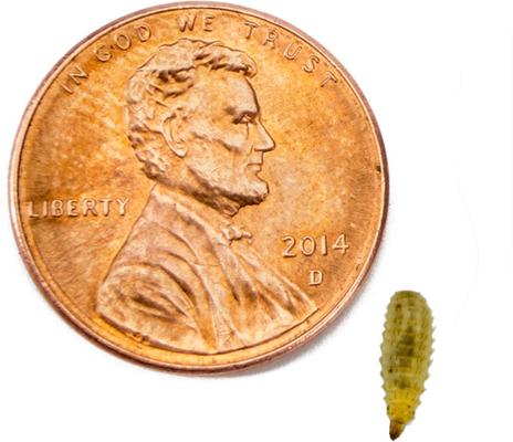 Show full view: Josh's Frogs Black Soldier Fly Larvae Live Feed Reptile Food, X-Small, 250 count slide 3 of 10