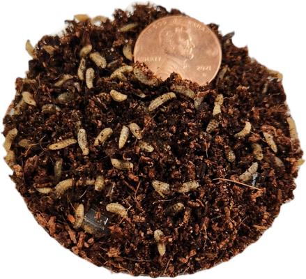 Show full view: Josh's Frogs Black Soldier Fly Larvae Live Feed Reptile Food, X-Small, 250 count slide 4 of 10