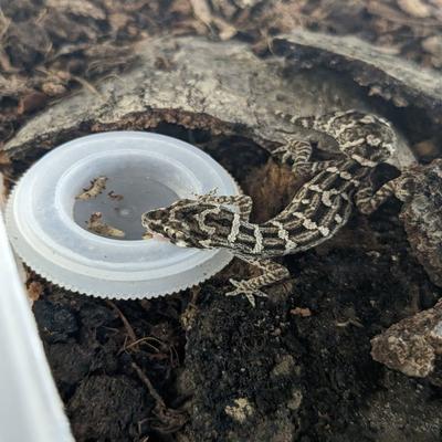 Show full view: Josh's Frogs Black Soldier Fly Larvae Live Feed Reptile Food, X-Small, 250 count slide 9 of 10