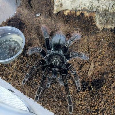 Show full view: Josh's Frogs Coco Cradle Brick Reptile Substrate, 1.43-lbs, 3 count slide 9 of 9