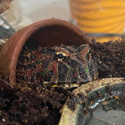 Show full view: Josh's Frogs Coco Cradle Reptile Substrate, 10-L bag slide 8 of 9