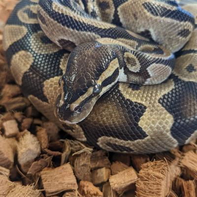 Show full view: Josh's Frogs Coco Husk Brick Reptile Substrate, 1.43-lbs, 3 count slide 9 of 9