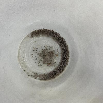 Show full view: Josh's Frogs Dart Frog Feeder Bundle slide 4 of 10