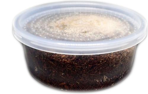 Show full view: Josh's Frogs Dart Frog Feeder Bundle slide 5 of 10