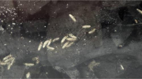 Show full view: Josh's Frogs Dart Frog Feeder Bundle slide 6 of 10