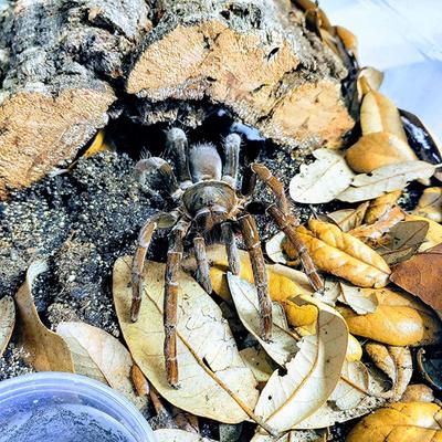 Show full view: Josh's Frogs Dig-It Reptile Substrate, 10-qt bag slide 9 of 9