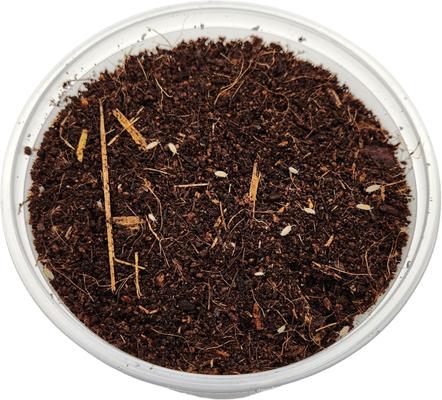 Show full view: Josh's Frogs Dwarf Tropical White Isopods Live Feed Reptile Food, 100 count slide 5 of 9