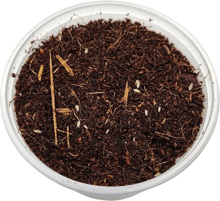 Show full view: Josh's Frogs Dwarf Tropical White Isopods Live Feed Reptile Food, 100 count slide 6 of 9