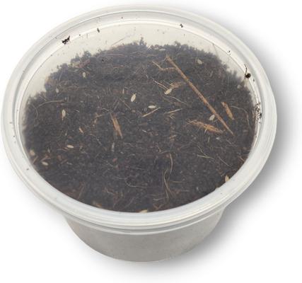 Show full view: Josh's Frogs Dwarf Tropical White Isopods Live Feed Reptile Food, 100 count slide 7 of 9