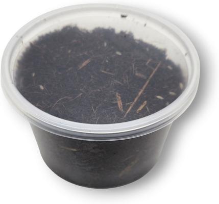 Show full view: Josh's Frogs Dwarf Tropical White Isopods Live Feed Reptile Food, 100 count slide 8 of 9