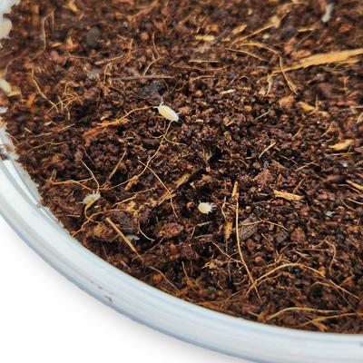 Show full view: Josh's Frogs Dwarf Tropical White Isopods Live Feed Reptile Food, 100 count slide 9 of 9