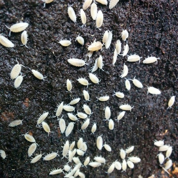 Josh's Frogs Dwarf Tropical White Isopods Live Feed Reptile Food