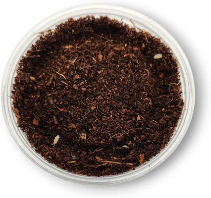 Show full view: Josh's Frogs Dwarf Tropical White Isopods Live Feed Reptile Food, 25 count slide 6 of 9