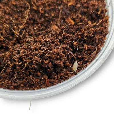 Show full view: Josh's Frogs Dwarf Tropical White Isopods Live Feed Reptile Food, 25 count slide 7 of 9