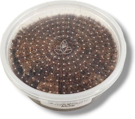 Show full view: Josh's Frogs European Nightcrawlers Live Feed Reptile Food, 25 count slide 3 of 9