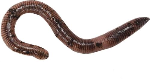 Show full view: Josh's Frogs European Nightcrawlers Live Feed Reptile Food, 25 count slide 7 of 9