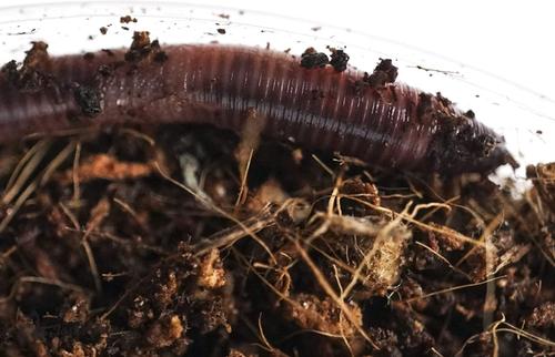 Show full view: Josh's Frogs European Nightcrawlers Live Feed Reptile Food, 25 count slide 8 of 9