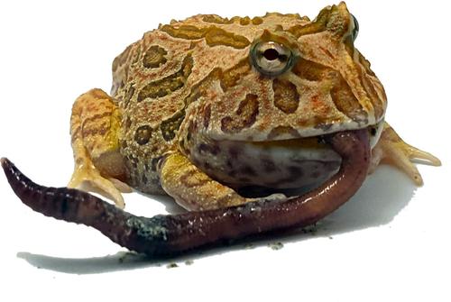 Show full view: Josh's Frogs European Nightcrawlers Live Feed Reptile Food, 25 count slide 9 of 9