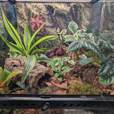 Show full view: Josh's Frogs False Bottom LECA Reptile Substrate, 4-qt bag slide 7 of 7