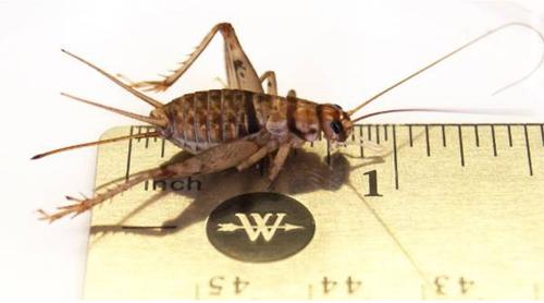 Show full view: Josh's Frogs Fat Tail Gecko Feeder Bundle, Adult slide 3 of 10