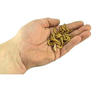 Josh's Frogs Fat Tail Gecko Feeder Bundle, Adult