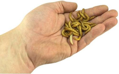 Show full view: Josh's Frogs Fat Tail Gecko Feeder Bundle, Adult slide 4 of 10