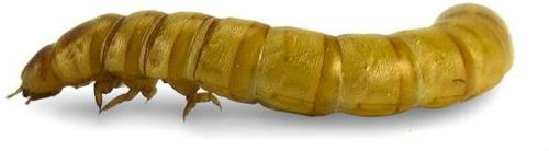 Show full view: Josh's Frogs Fat Tail Gecko Feeder Bundle, Adult slide 5 of 10