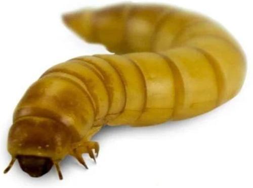 Show full view: Josh's Frogs Fat Tail Gecko Feeder Bundle, Adult slide 6 of 10