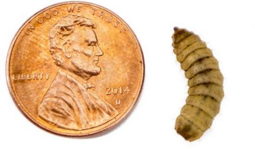 Show full view: Josh's Frogs Fat Tail Gecko Feeder Bundle, Adult slide 8 of 10