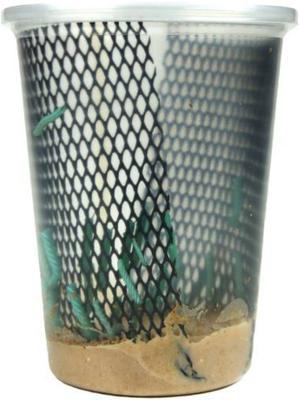 Show full view: Josh's Frogs Fat Tail Gecko Feeder Bundle, Adult slide 9 of 10