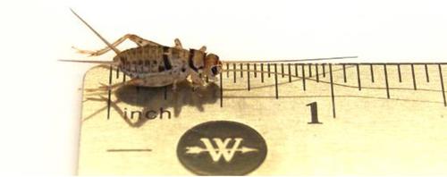 Show full view: Josh's Frogs Fat Tail Gecko Feeder Bundle, Juvenile slide 3 of 10